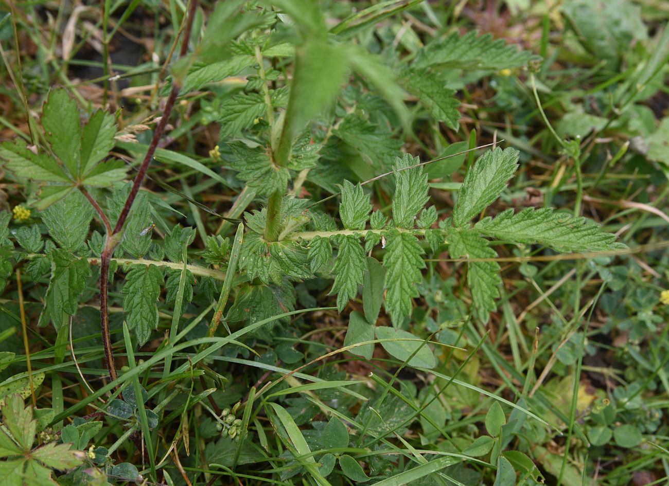 Изображение особи Agrimonia eupatoria.