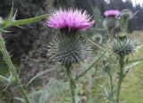 Cirsium vulgare