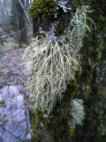 genus Ramalina