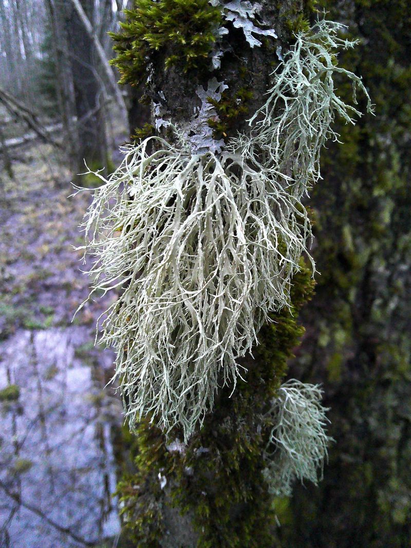 Изображение особи род Ramalina.