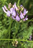 Astragalus danicus