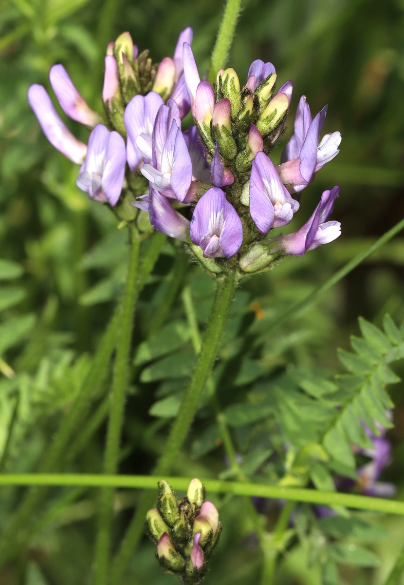 Изображение особи Astragalus danicus.