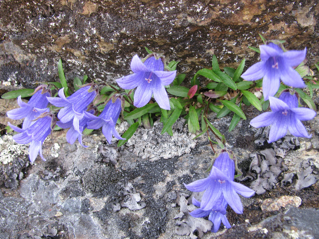 Изображение особи Campanula dasyantha.