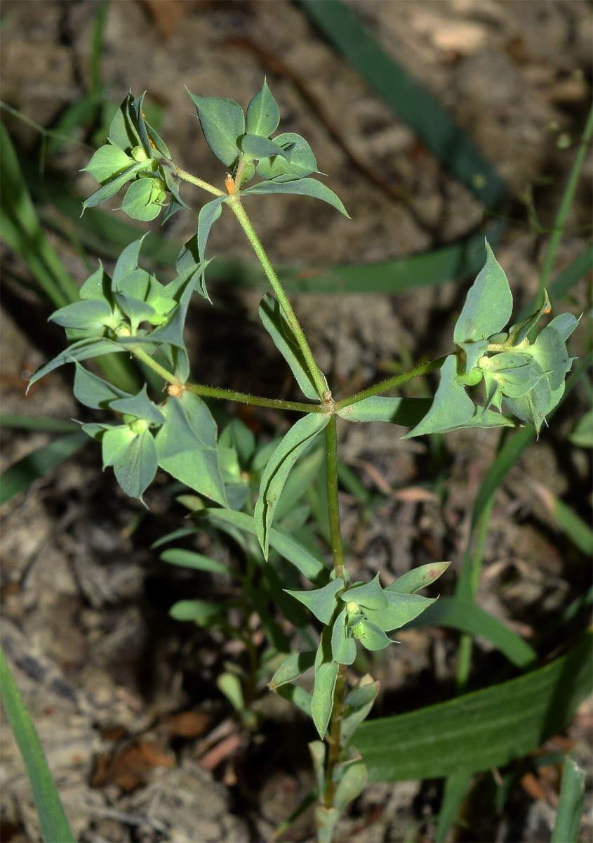 Image of Euphorbia falcata specimen.