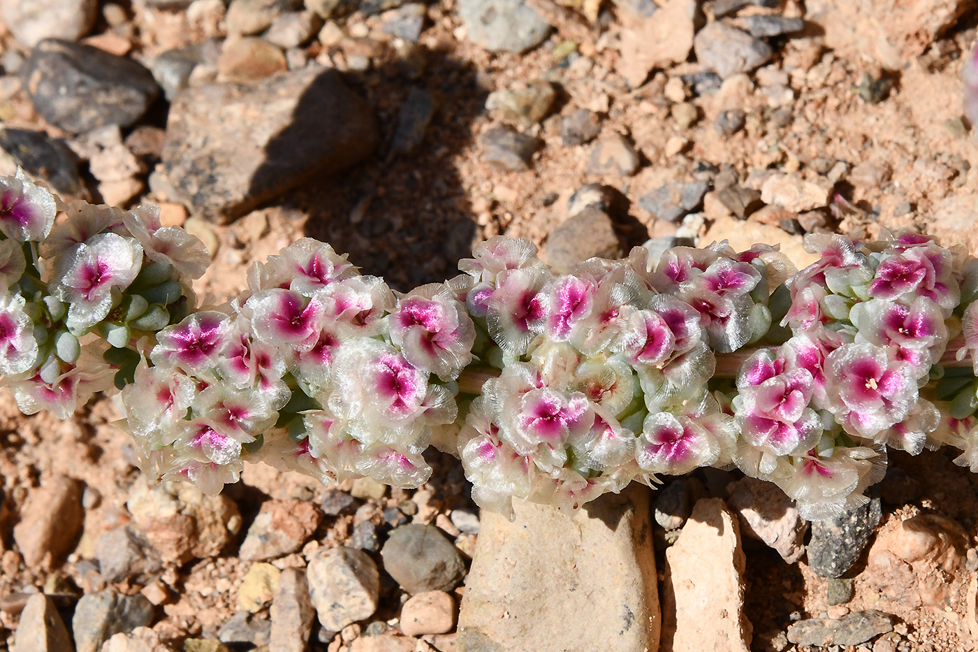 Изображение особи Halogeton glomeratus.