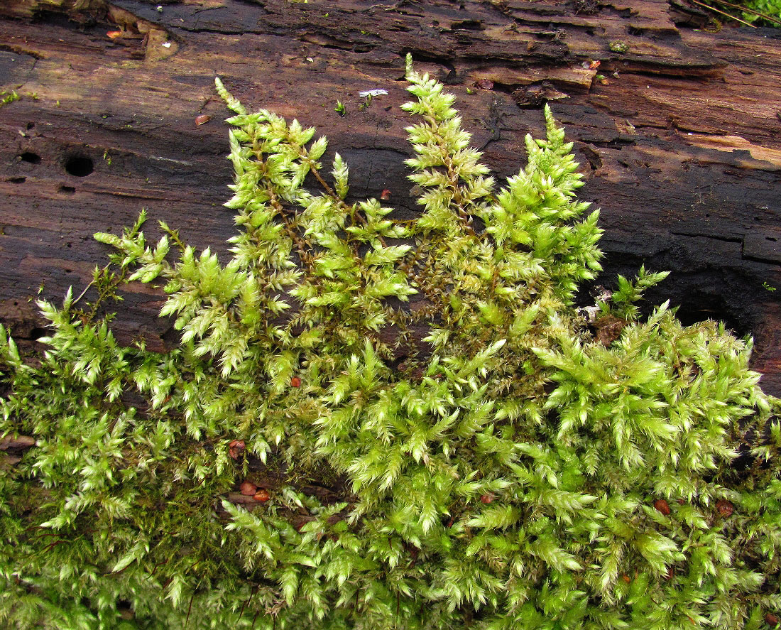Image of familia Brachytheciaceae specimen.