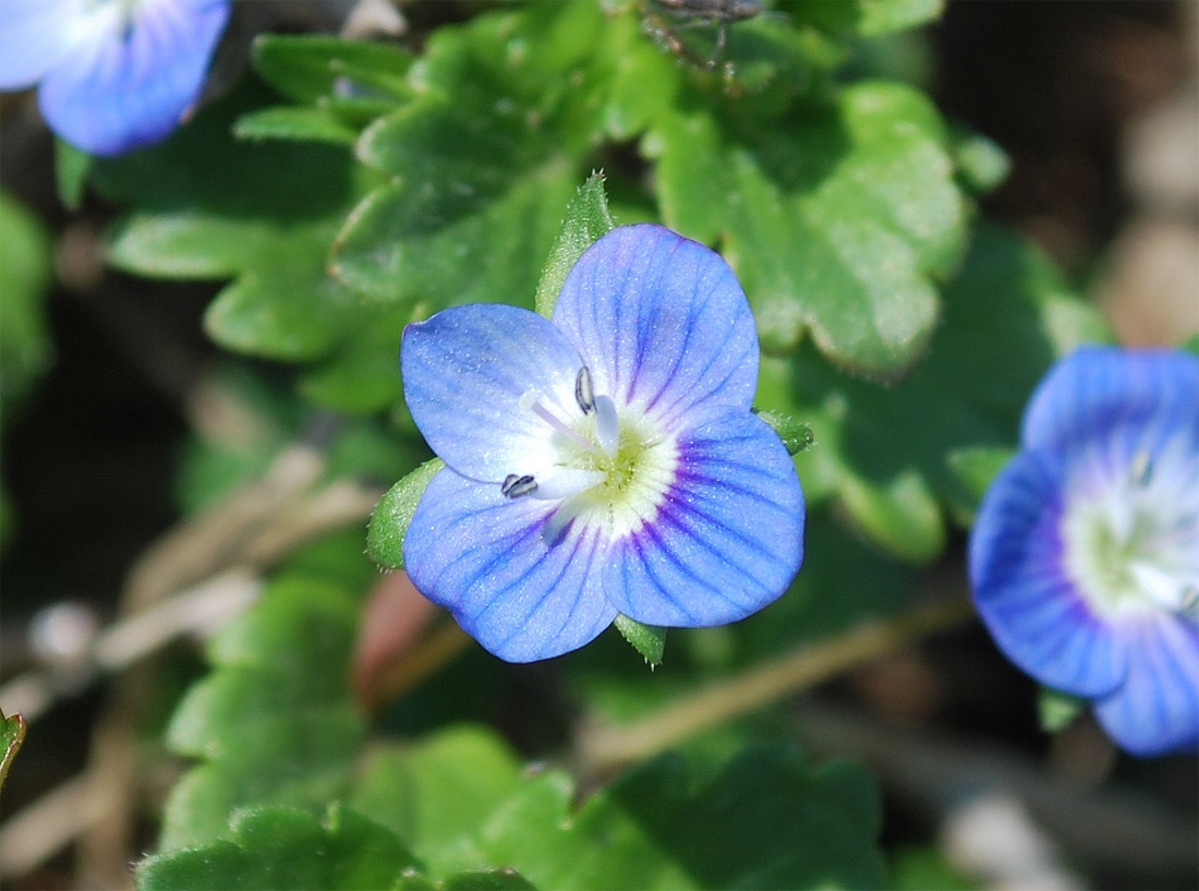 Image of Veronica persica specimen.
