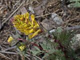 Смотреть изображение Corydalis speciosa