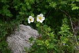 View full-size image Rosa spinosissima