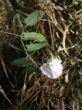 Смотреть изображение Convolvulus arvensis