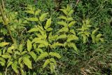 View full-size image Angelica sylvestris