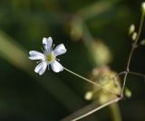 View full-size image Gypsophila elegans