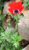 Anemone coronaria. Цветущее растение. Израиль, г. Кармиэль, склон глубокой долины. 15.02.2011.