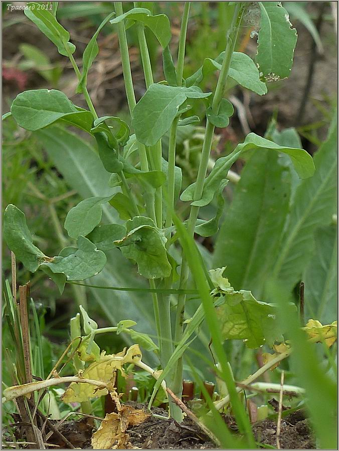 Изображение особи Brassica campestris.