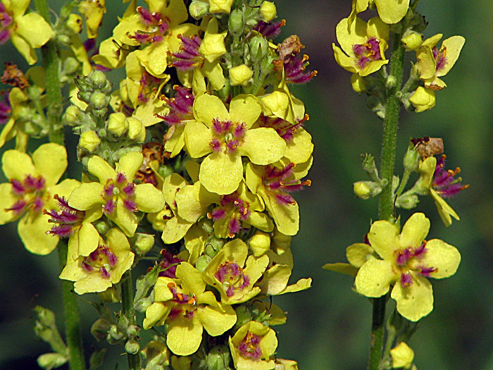 Image of Verbascum nigrum specimen.