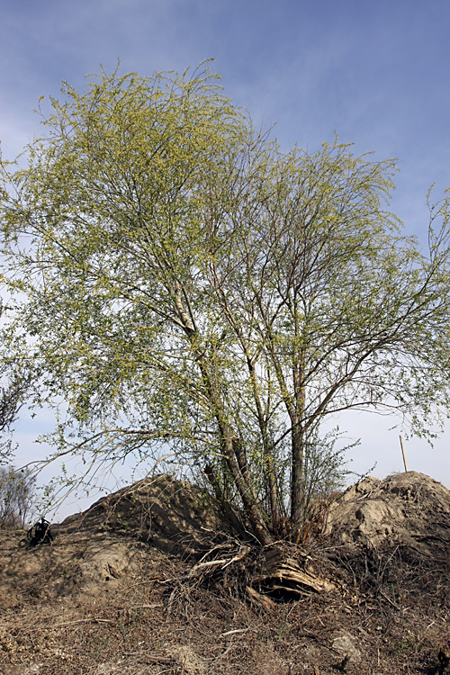 Image of genus Salix specimen.