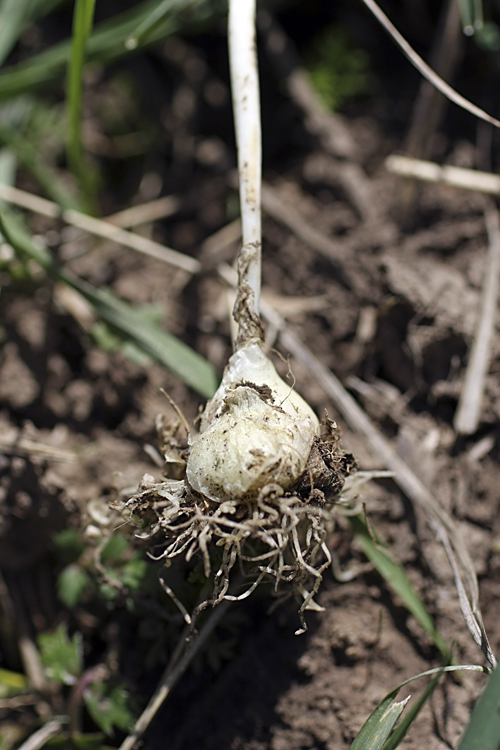 Image of Bellevalia turkestanica specimen.