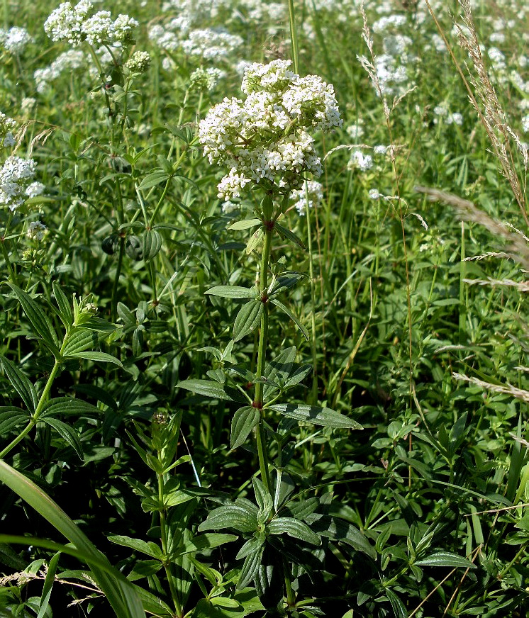 Image of Galium rubioides specimen.