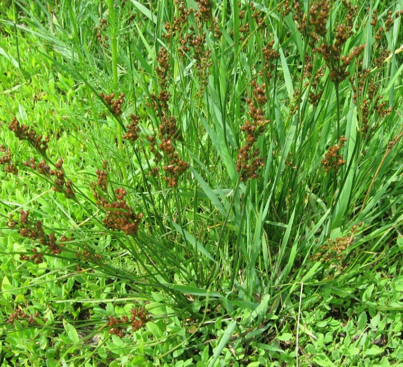 Image of Juncus compressus specimen.