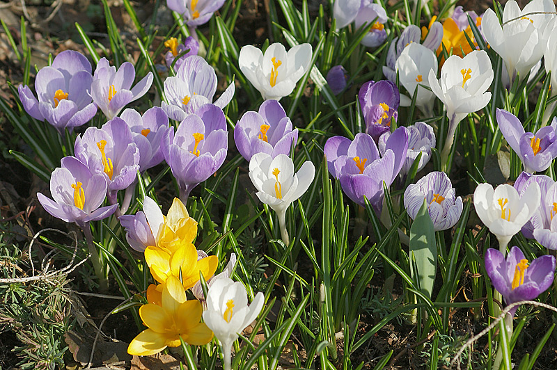 Image of Crocus vernus specimen.