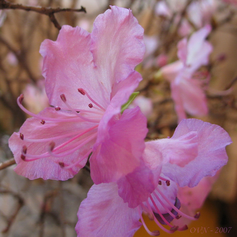 Image of Rhododendron mucronulatum specimen.