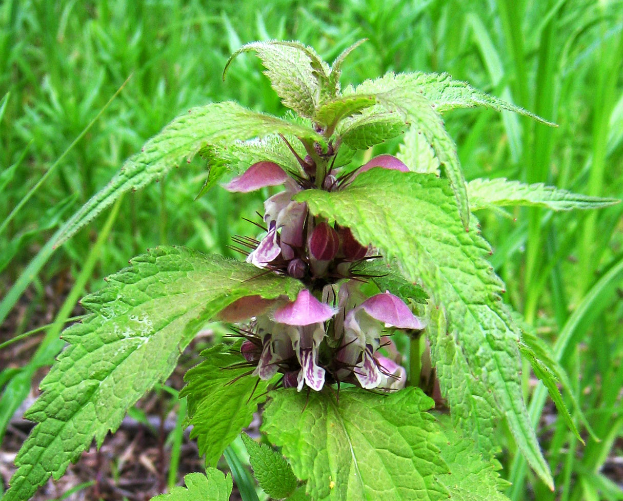 Image of Lamium barbatum specimen.