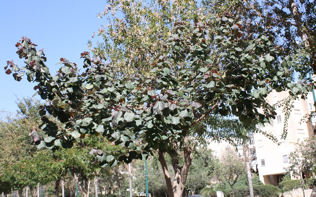 Image of Hibiscus tiliaceus specimen.