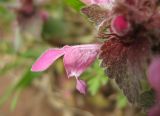 Lamium purpureum. Цветок. Крым, окрестности Ялты. 6 апреля 2012 г.