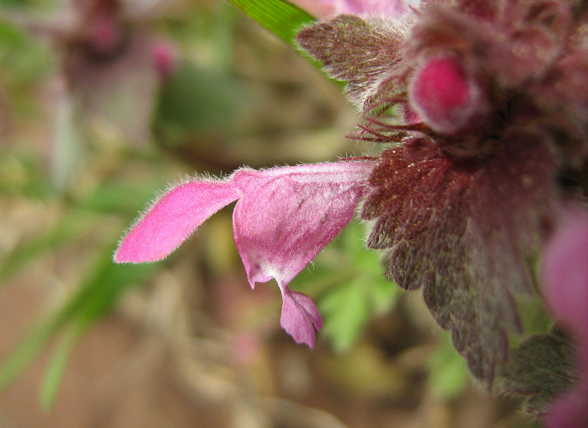 Image of Lamium purpureum specimen.