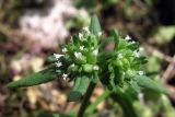 Valerianella locusta