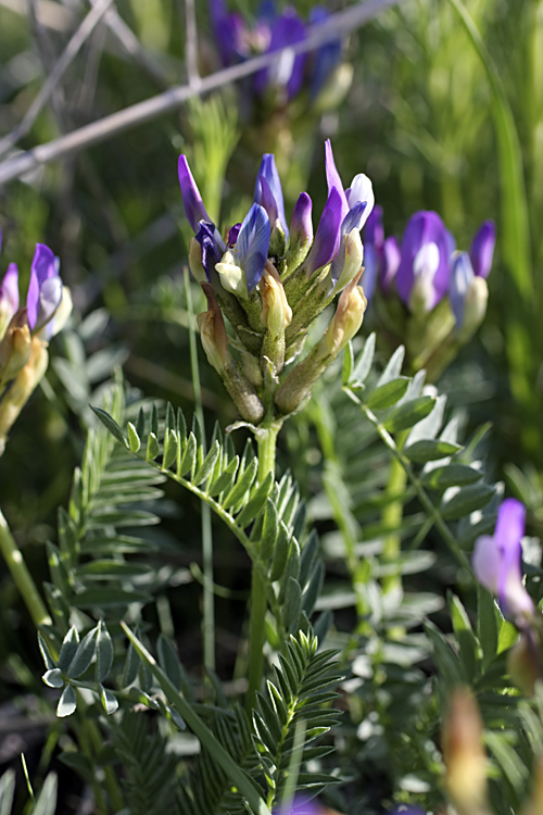 Изображение особи Astragalus skorniakowii.