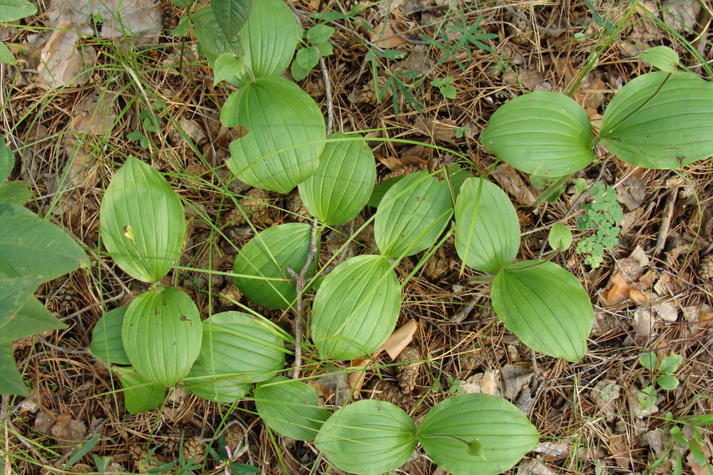 Изображение особи Cypripedium guttatum.