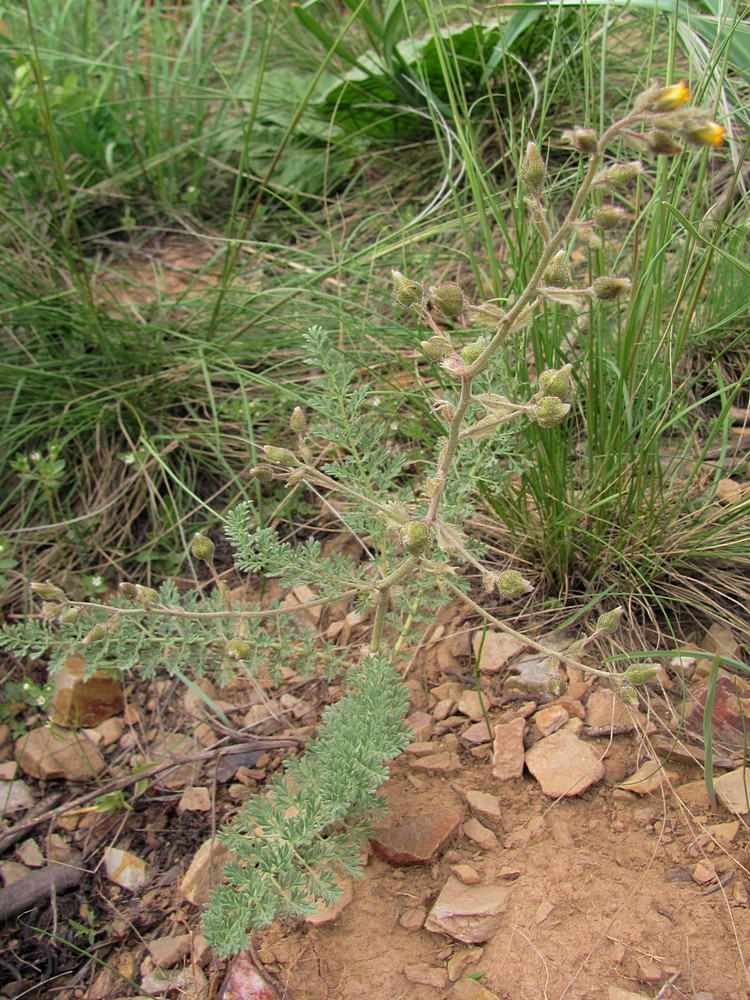 Image of Biebersteinia multifida specimen.