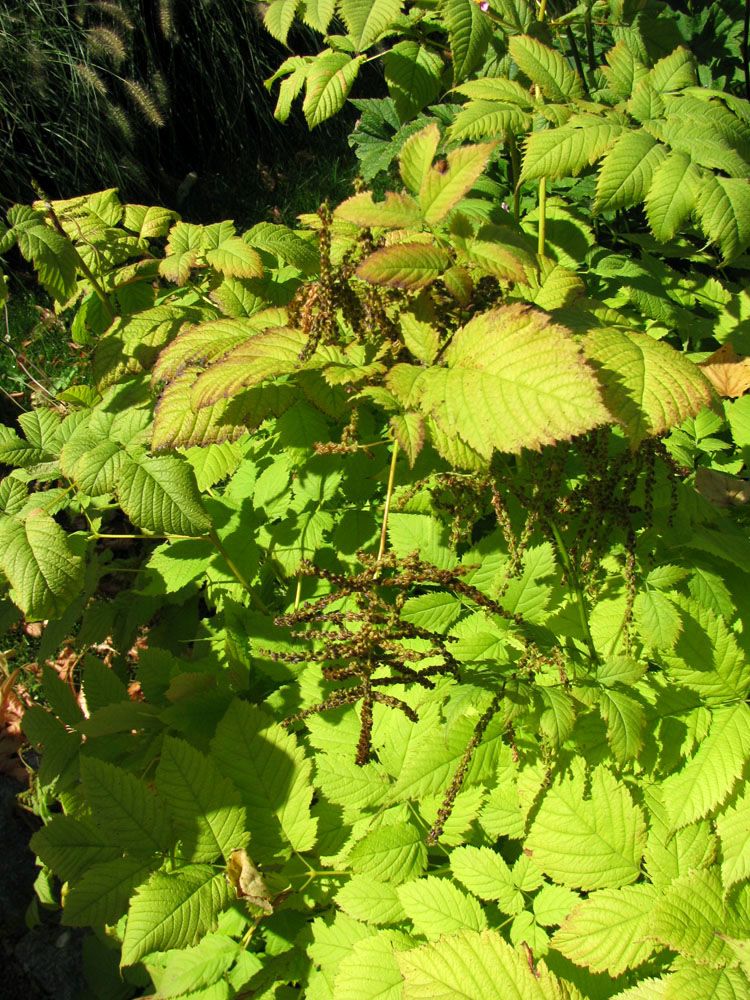 Image of Astilbe chinensis specimen.