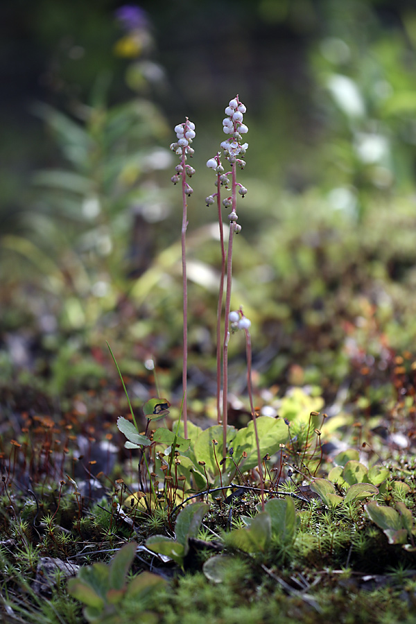 Изображение особи Pyrola minor.