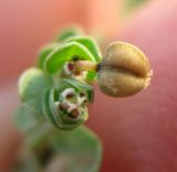 Euphorbia serpens. Часть побега с цветком и плодом. Израиль, г. Беэр-Шева, газон. 21.10.2012.