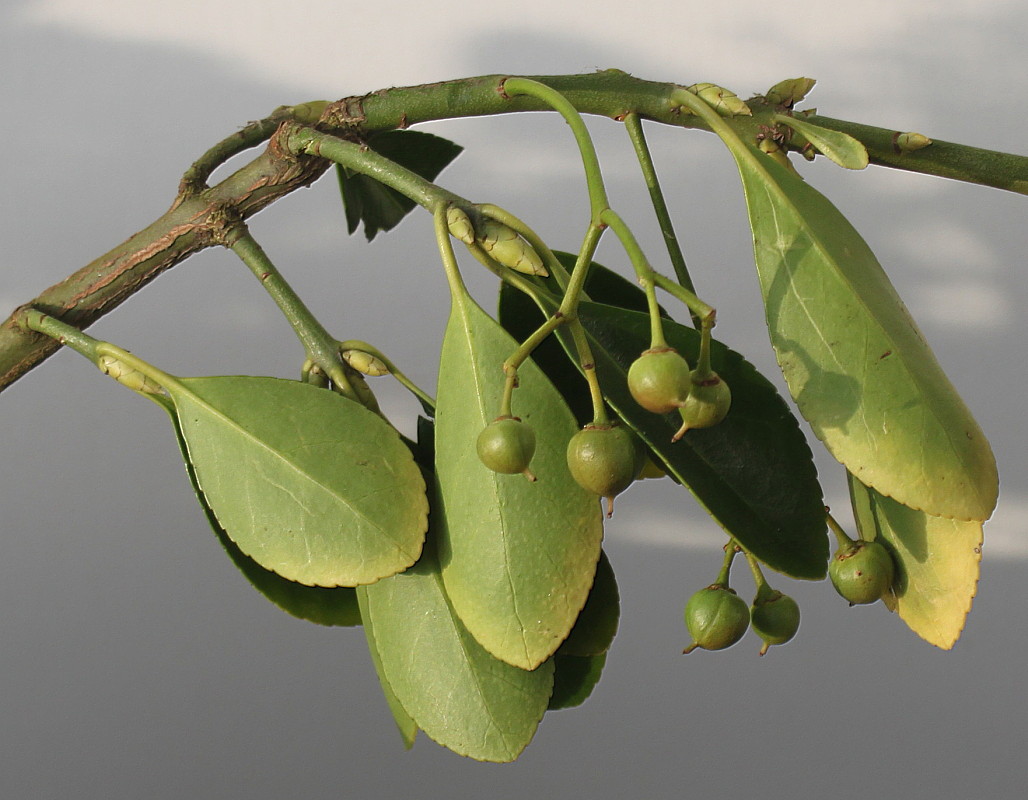 Image of Euonymus fortunei specimen.