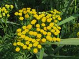 Tanacetum vulgare