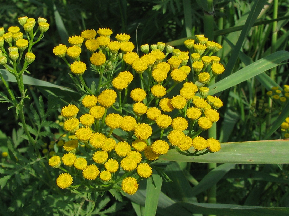 Изображение особи Tanacetum vulgare.