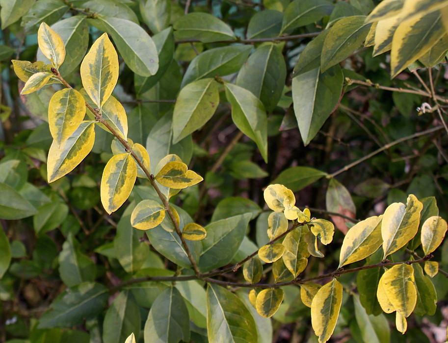 Изображение особи Ligustrum ovalifolium.