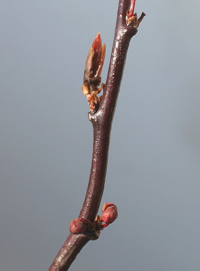 Image of Prunus cerasifera specimen.