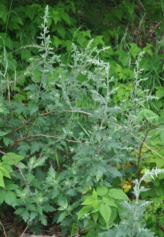 Изображение особи Artemisia saitoana.