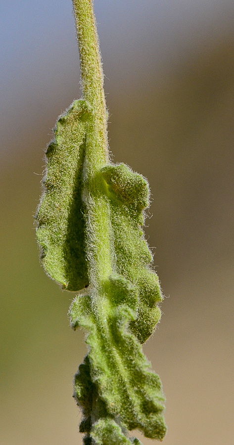 Image of Pulicaria incisa specimen.