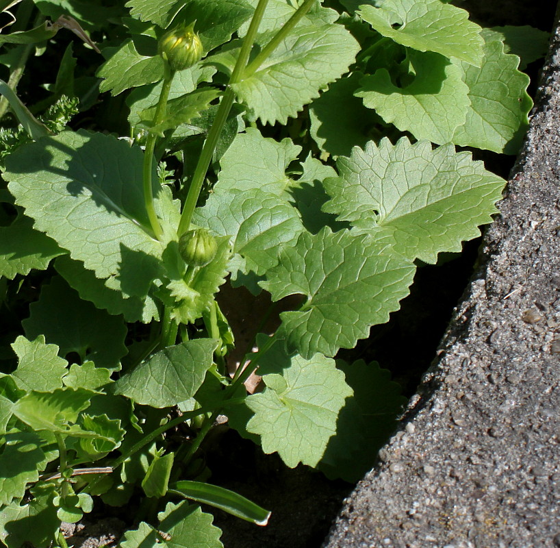 Image of Doronicum orientale specimen.