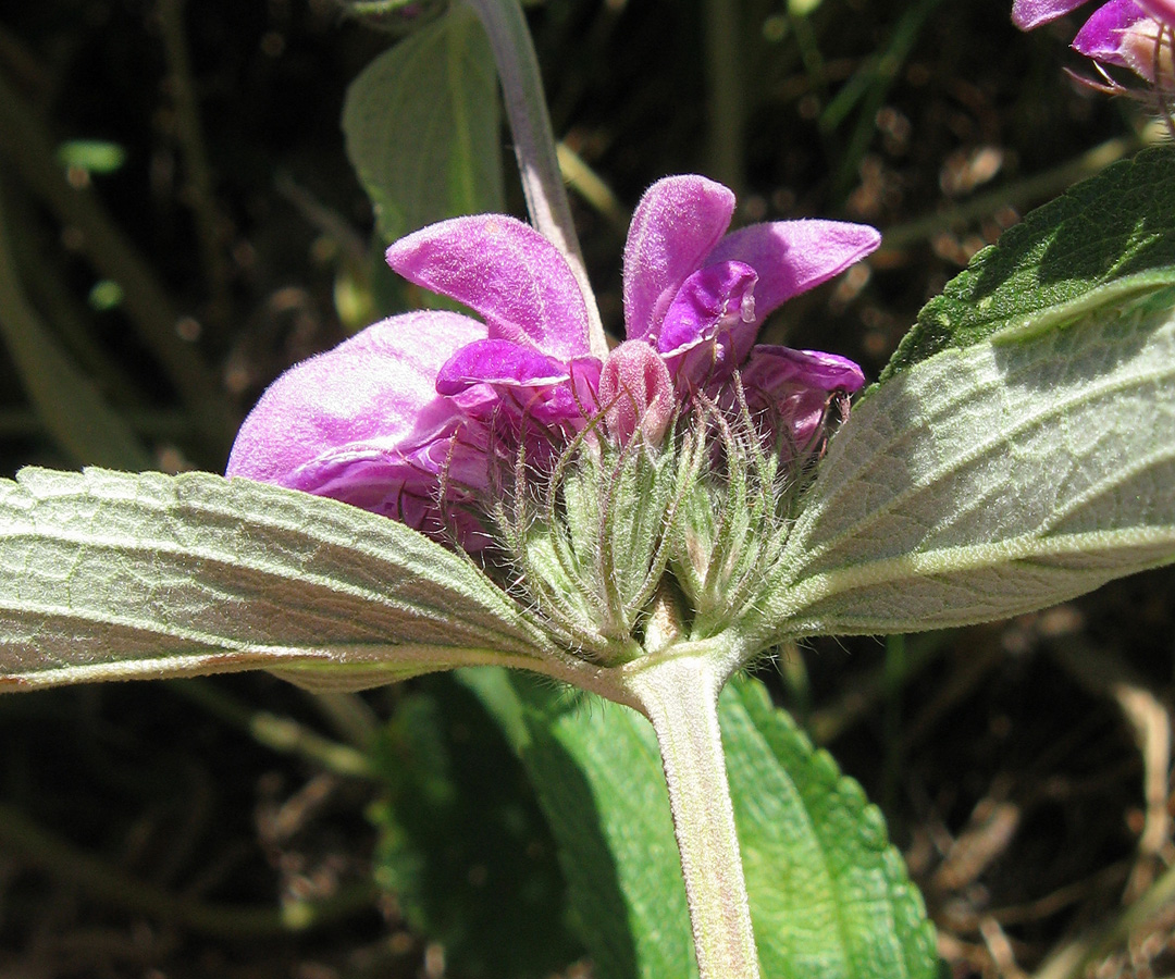 Image of Phlomis pungens specimen.