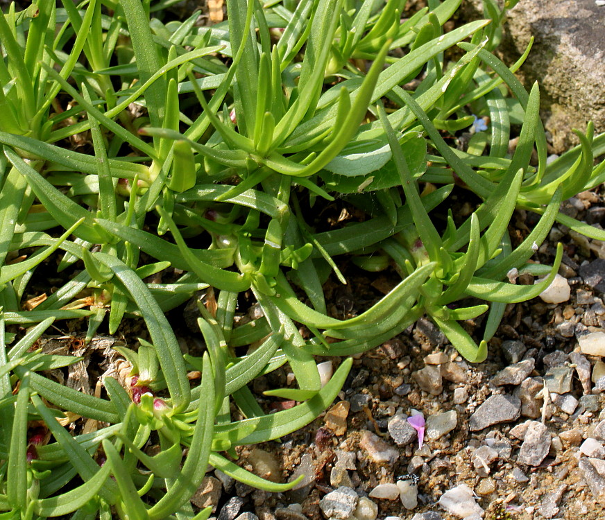 Image of Saponaria caespitosa specimen.