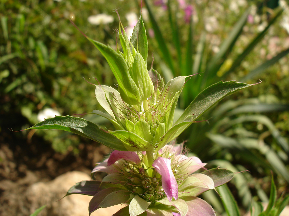 Image of Monarda citriodora specimen.