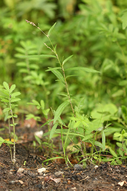 Image of Persicaria minor specimen.