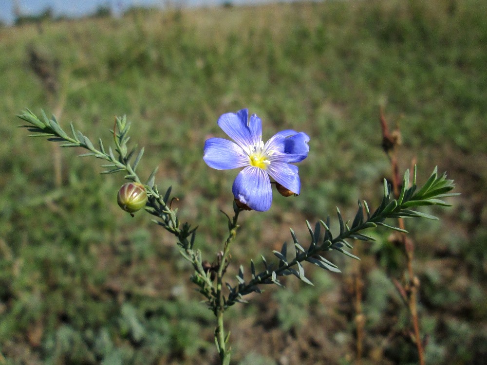 Изображение особи Linum austriacum.