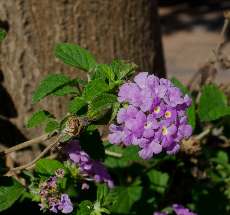 Изображение особи Lantana montevidensis.